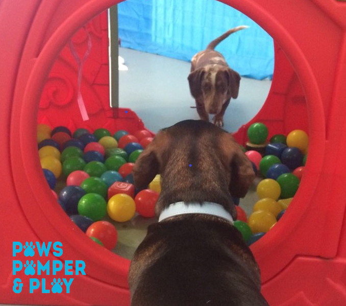 Paws Pamper and Play Doggy Daycare, Puppy Training, Dog Grooming in
