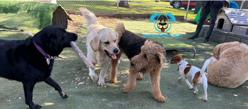 Contact Paws Pamper and Play