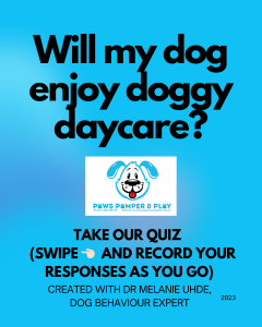 Will my dog enjoy doggy daycare quiz